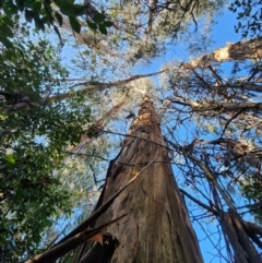 Eucalyptus bicostata (Southern Blue Gum, Eurabbie) at Hughes, ACT - 7 Aug 2024 by Steve818