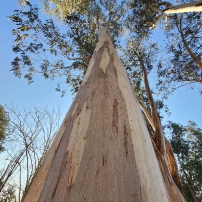 Eucalyptus bicostata (Southern Blue Gum, Eurabbie) at Yarralumla, ACT - 7 Aug 2024 by Steve818