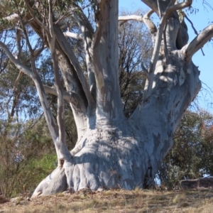 Eucalyptus rossii at Theodore, ACT - 7 Aug 2024 01:31 PM