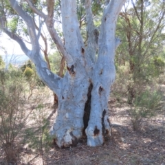 Eucalyptus rossii at Theodore, ACT - 7 Aug 2024