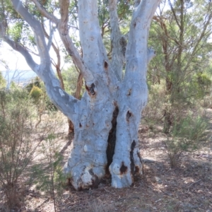 Eucalyptus rossii at Theodore, ACT - 7 Aug 2024