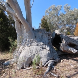 Eucalyptus rossii at Theodore, ACT - 7 Aug 2024 01:31 PM