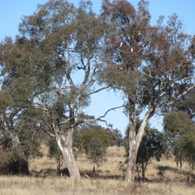 Eucalyptus blakelyi (Blakely's Red Gum) at Yarralumla, ACT - 6 Aug 2024 by idlidlidlidl