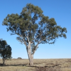 Eucalyptus blakelyi at Yarralumla, ACT - 7 Aug 2024 09:54 AM