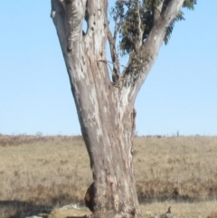 Eucalyptus blakelyi at Yarralumla, ACT - 7 Aug 2024 09:54 AM
