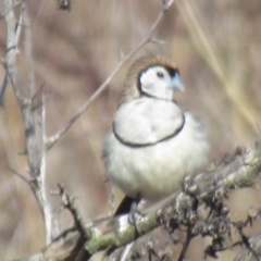 Stizoptera bichenovii (Double-barred Finch) at Cook, ACT - 7 Aug 2024 by IdleWanderer