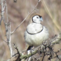 Stizoptera bichenovii (Double-barred Finch) at Cook, ACT - 7 Aug 2024 by idlidlidlidl