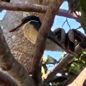 Todiramphus sanctus at Cairns City, QLD - 7 Aug 2024