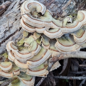 Trametes versicolor at Fadden, ACT - 7 Aug 2024