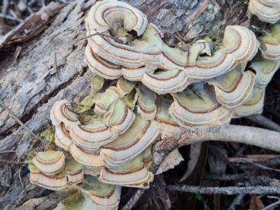 Trametes versicolor (Turkey Tail) at Fadden, ACT - 7 Aug 2024 by Mike