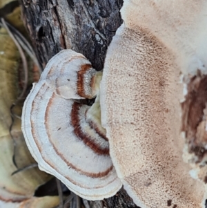 Trametes versicolor at Fadden, ACT - 7 Aug 2024