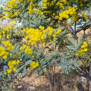 Acacia dealbata subsp. dealbata at Fadden, ACT - 7 Aug 2024