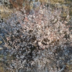 Styphelia attenuatus (Small-leaved Beard Heath) at Fadden, ACT - 7 Aug 2024 by Mike