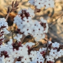 Styphelia attenuata at Fadden, ACT - 7 Aug 2024