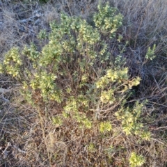 Melichrus urceolatus at Fadden, ACT - 7 Aug 2024