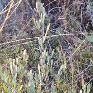 Hibbertia obtusifolia at Fadden, ACT - 7 Aug 2024