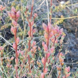 Brachyloma daphnoides at Fadden, ACT - 7 Aug 2024 03:20 PM