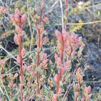 Brachyloma daphnoides (Daphne Heath) at Fadden, ACT - 7 Aug 2024 by Mike