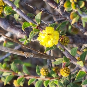 Acacia gunnii at Fadden, ACT - 7 Aug 2024 03:19 PM