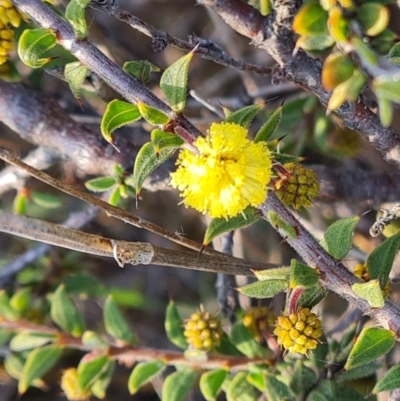 Acacia gunnii (Ploughshare Wattle) at Fadden, ACT - 7 Aug 2024 by Mike