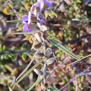 Hovea heterophylla at Fadden, ACT - 7 Aug 2024 03:18 PM