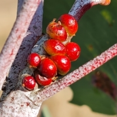 Eucalyptus insect gall at Isaacs, ACT - 7 Aug 2024 by Mike