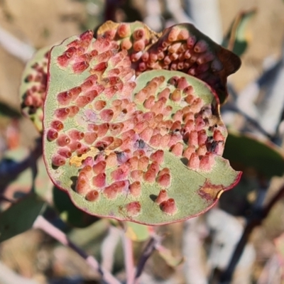 Eucalyptus insect gall at Fadden, ACT - 7 Aug 2024 by Mike