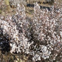 Leucopogon attenuatus (Small-leaved Beard Heath) at Isaacs, ACT - 7 Aug 2024 by Mike