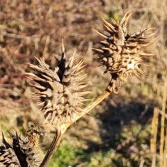 Datura sp. (A Thornapple) at Symonston, ACT - 3 Aug 2024 by Mike