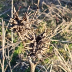 Datura ferox (Fierce Thornapple, Longspine Thornapple) at Symonston, ACT - 3 Aug 2024 by Mike