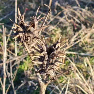 Datura ferox (Fierce Thornapple, Longspine Thornapple) at Symonston, ACT - 3 Aug 2024 by Mike