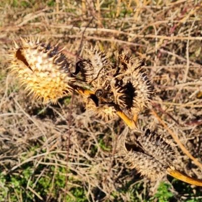 Datura stramonium (Common Thornapple) at Symonston, ACT - 3 Aug 2024 by Mike