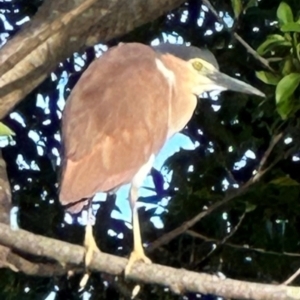 Nycticorax caledonicus at Cairns City, QLD - 7 Aug 2024