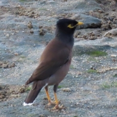 Acridotheres tristis (Common Myna) at Cairns City, QLD - 7 Aug 2024 by lbradley