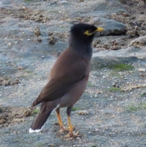 Acridotheres tristis at Cairns City, QLD - 7 Aug 2024 05:00 PM