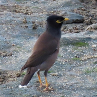 Acridotheres tristis (Common Myna) at Cairns City, QLD - 7 Aug 2024 by lbradley