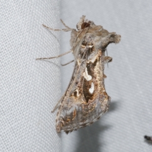 Chrysodeixis argentifera at Freshwater Creek, VIC - 21 Oct 2022