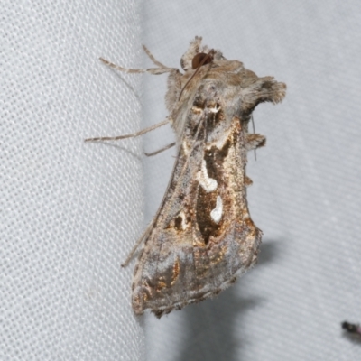 Chrysodeixis argentifera (Tobacco Looper) at Freshwater Creek, VIC - 21 Oct 2022 by WendyEM