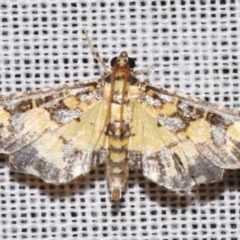 Eurrhyparodes bracteolalis (A Crambid moth (Spilomelinae)) at Sheldon, QLD - 8 Mar 2024 by PJH123