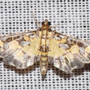 Eurrhyparodes bracteolalis at Sheldon, QLD - suppressed