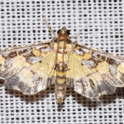 Eurrhyparodes bracteolalis (A Crambid moth (Spilomelinae)) by PJH123