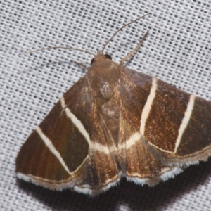 Grammodes justa at Sheldon, QLD - suppressed