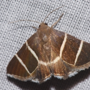 Grammodes justa at Sheldon, QLD - 9 Mar 2024