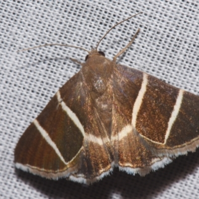 Grammodes justa (Plain Box-Owlet) at Sheldon, QLD - 9 Mar 2024 by PJH123