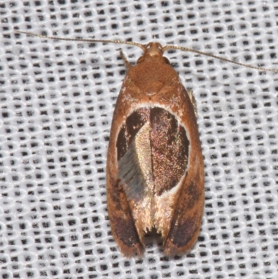 Hoplomorpha abalienella (Wingia group) at Sheldon, QLD - 8 Mar 2024 by PJH123