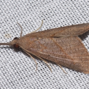 Rhynchina obliqualis at Sheldon, QLD - suppressed