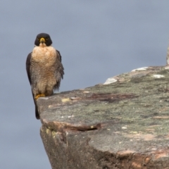 Falco peregrinus (Peregrine Falcon) at Manly, NSW - 5 Aug 2024 by jb2602