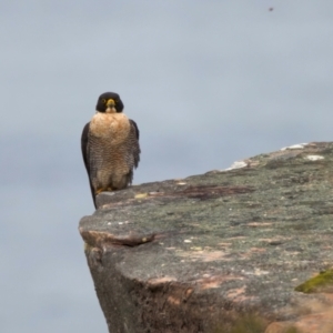 Falco peregrinus at Manly, NSW - 5 Aug 2024