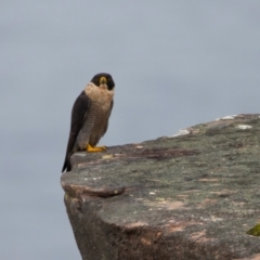 Falco peregrinus at Manly, NSW - 5 Aug 2024