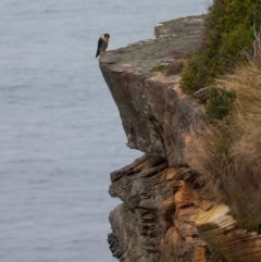 Falco peregrinus at Manly, NSW - 5 Aug 2024 01:33 PM